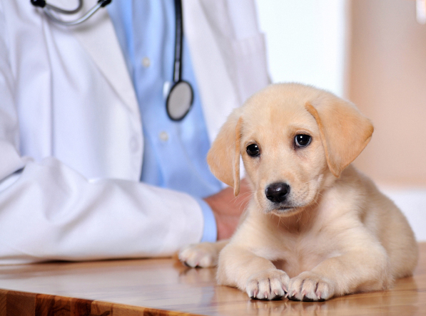 Missoula Animal Clinic Insurance